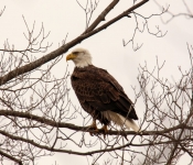 2016 02 20 Eagles 008